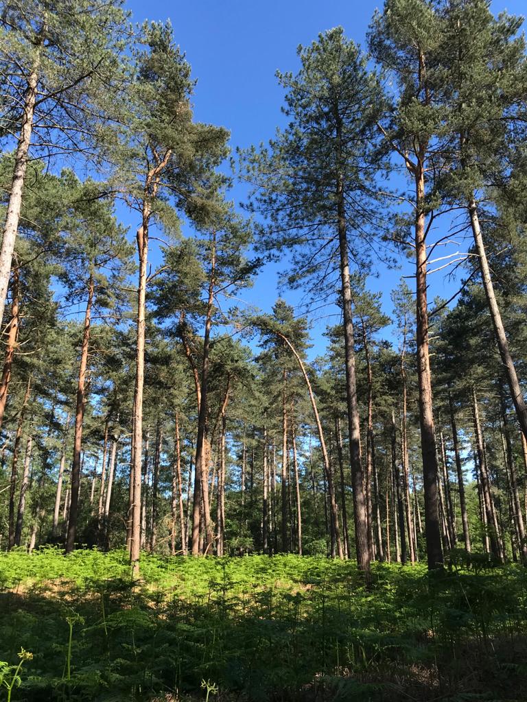 Aventure « Promenons-nous dans les bois - Nord de la Forêt d'Halatte (Oise) » à Villers-Saint-Frambourg-Ognon